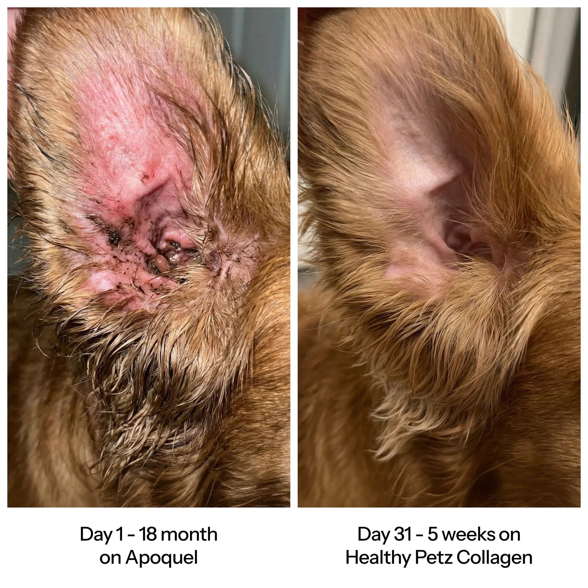 Healthy Petz Premium Liquid Collagen