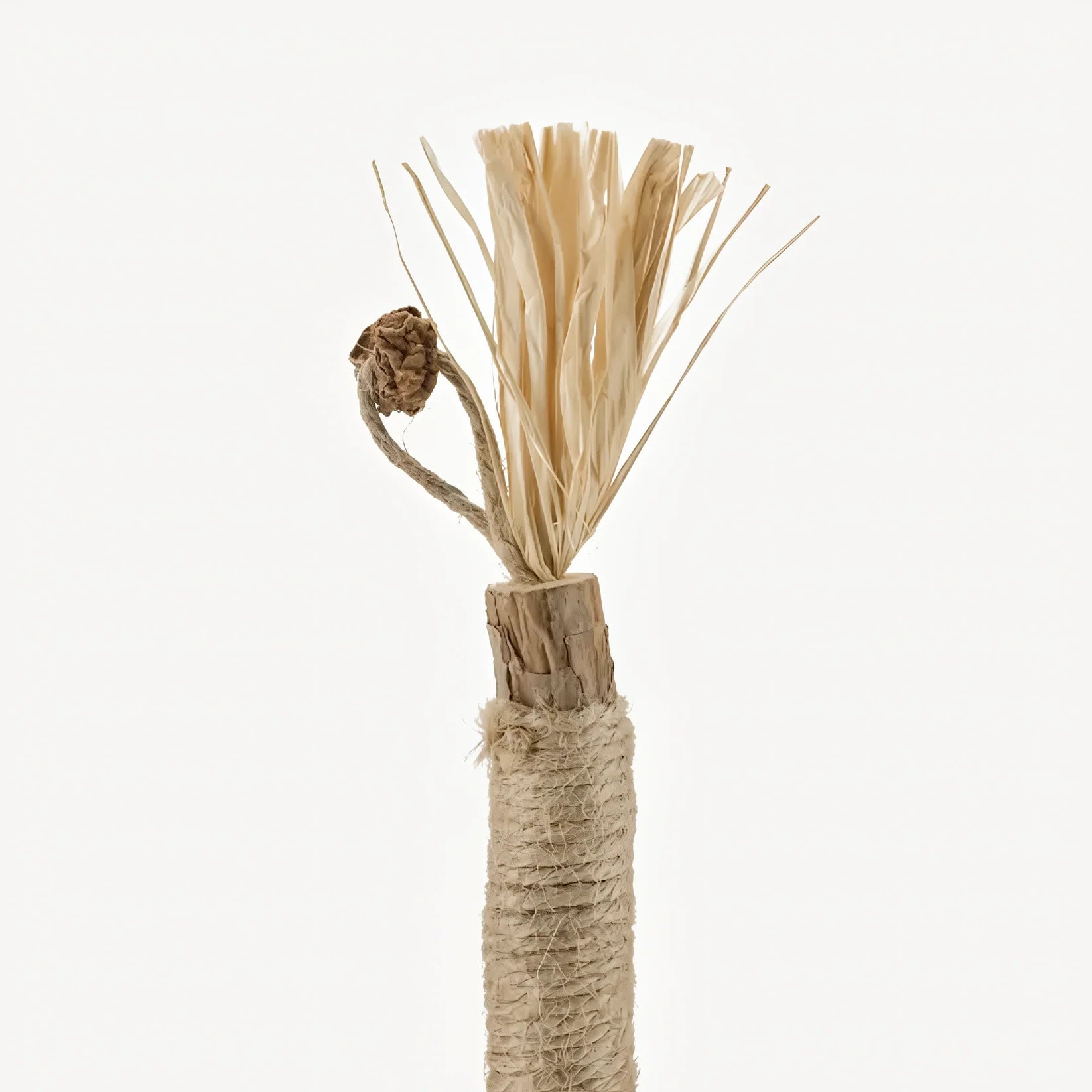 Close detail of a Caplio silvervine dental stick