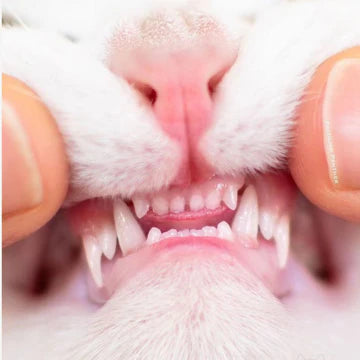 Close-up of clean cat teeth