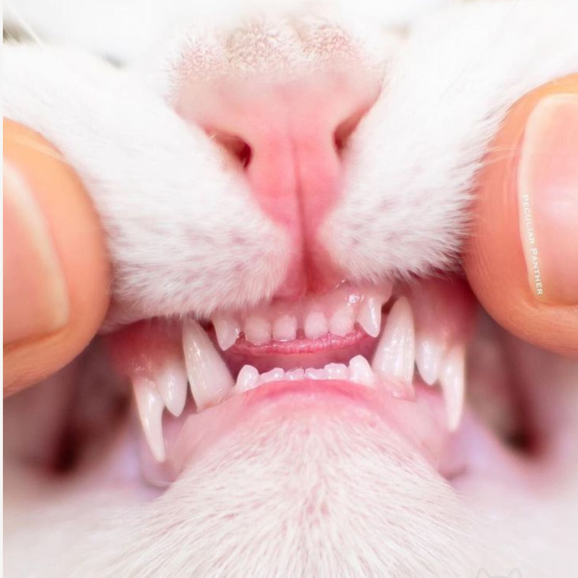 Caplio silvervine dental support