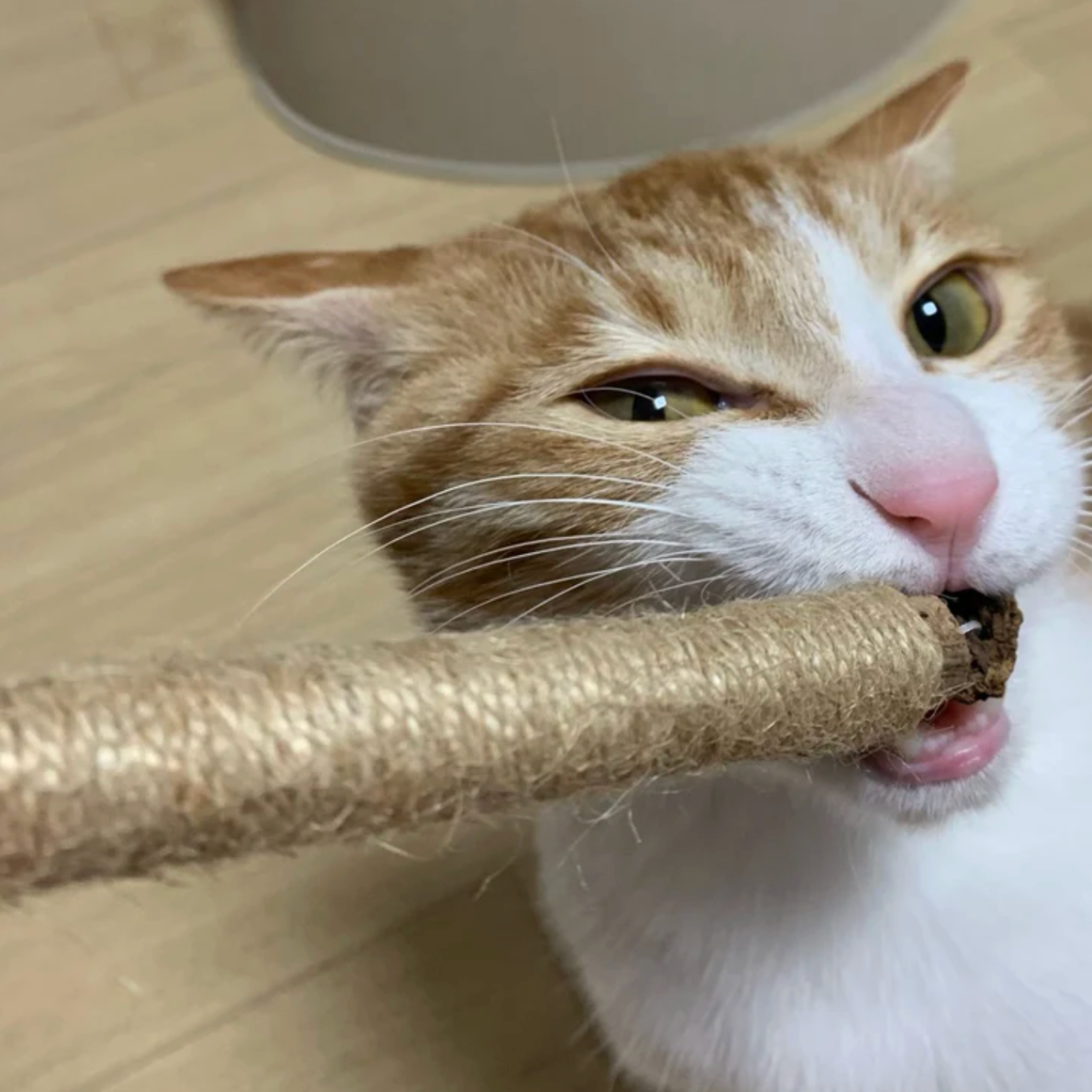 Cat chewing a Caplio silvervine stick safely