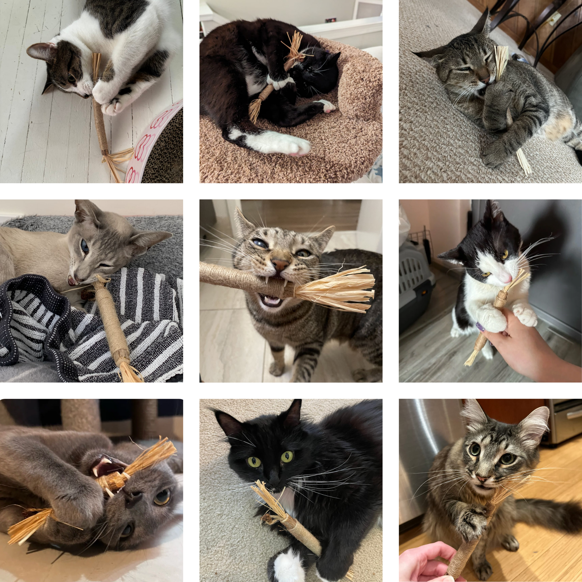 Happy cat with Caplio silvervine sticks