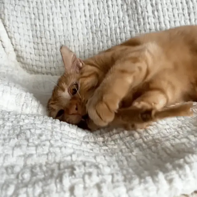 Cat enjoying Caplio silvervine stick